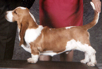 wrangler.gif (78258 bytes)